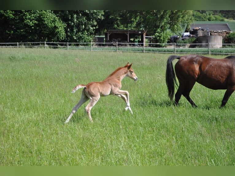 Deutsches Reitpony Hengst  147 cm Dunkelfuchs in Beverungen