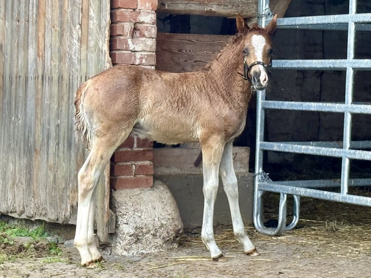 Deutsches Reitpony Hengst Fohlen (04/2025) 147 cm Fuchs in Emmerthal