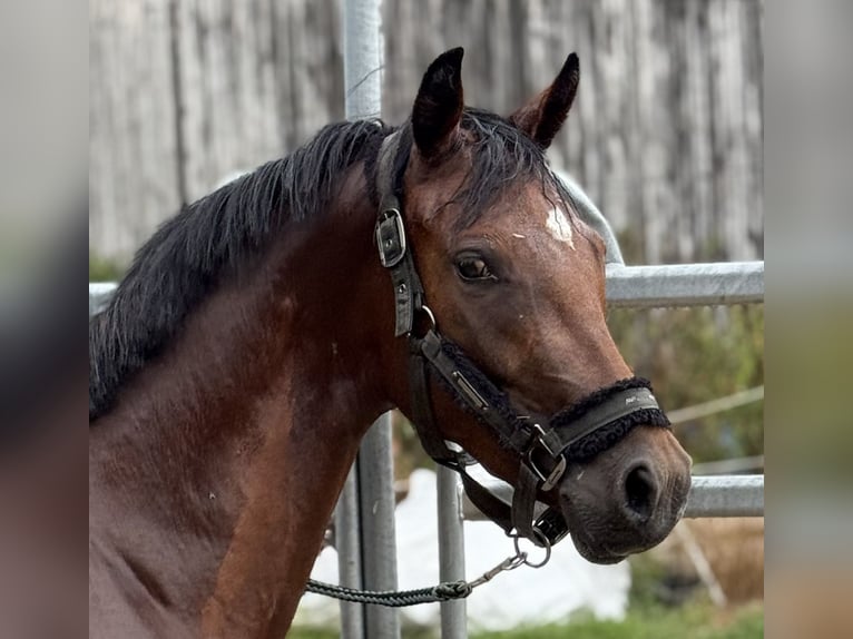 Deutsches Reitpony Hengst Fohlen (04/2025) 147 cm Fuchs in Emmerthal