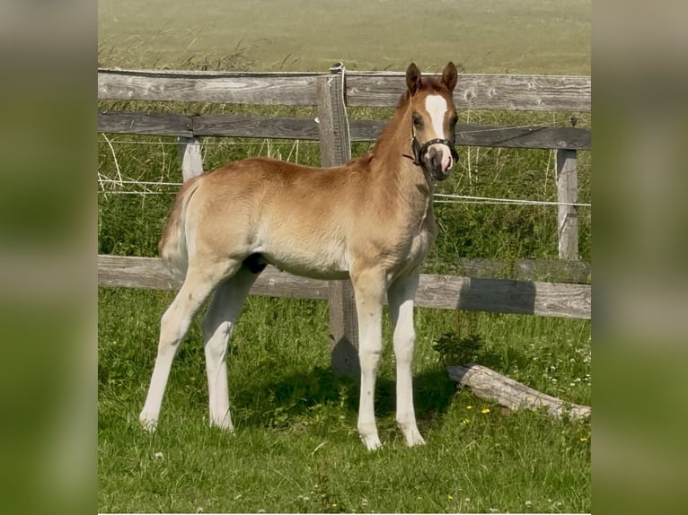 Deutsches Reitpony Hengst Fohlen (04/2025) 147 cm Fuchs in Emmerthal