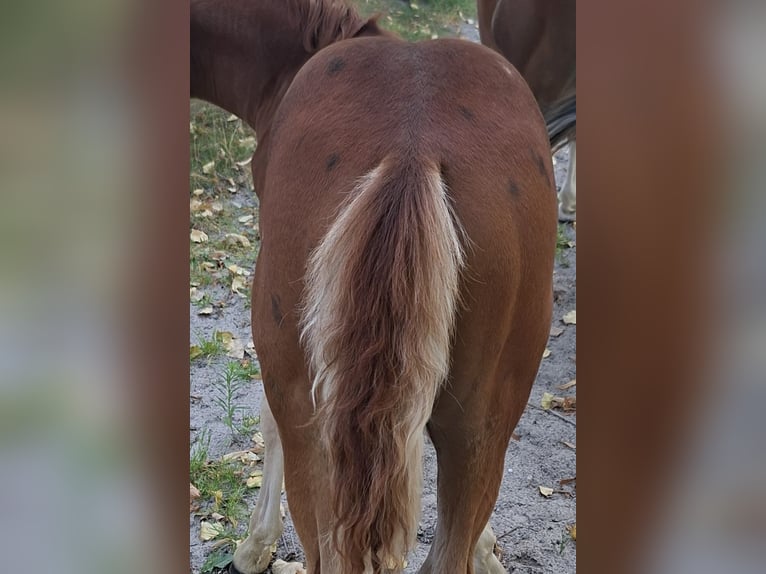 Deutsches Reitpony Hengst Fohlen (05/2026) 147 cm Fuchs in Rüthen