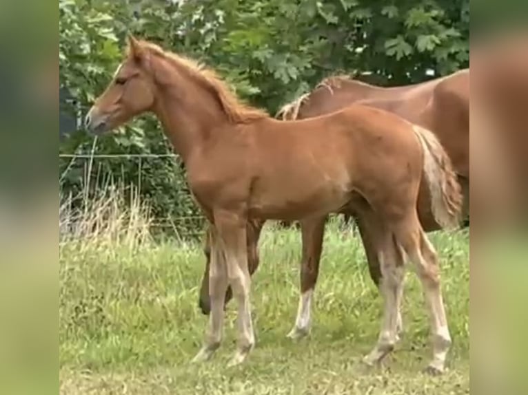 Deutsches Reitpony Hengst Fohlen (05/2026) 147 cm Fuchs in Rüthen