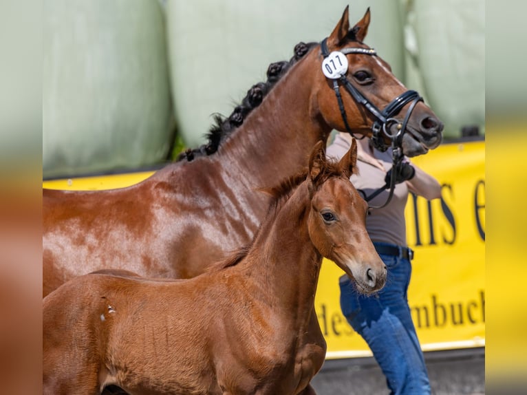 Deutsches Reitpony Hengst Fohlen (04/2026) 147 cm Fuchs in Twistringen