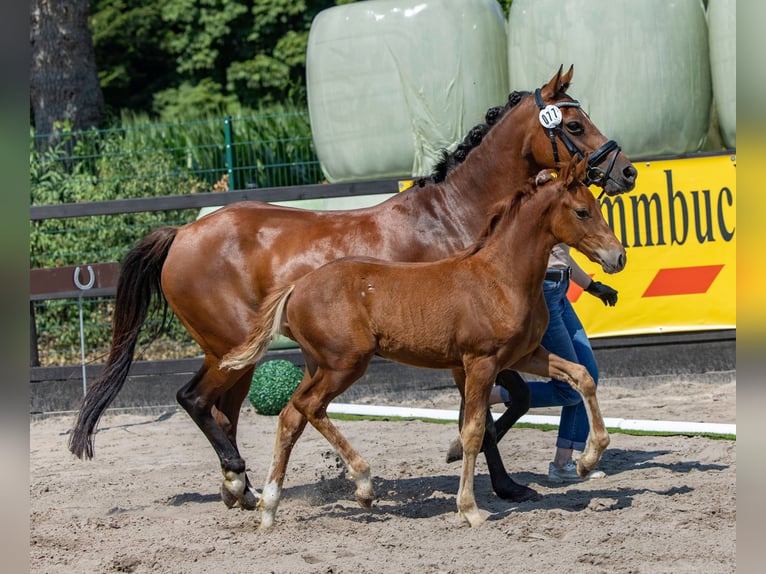 Deutsches Reitpony Hengst Fohlen (04/2026) 147 cm Fuchs in Twistringen