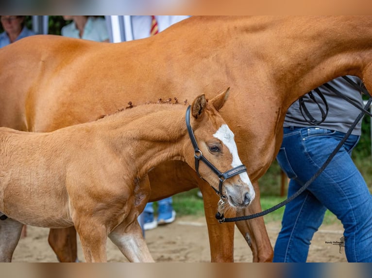 Deutsches Reitpony Hengst Fohlen (06/2024) 147 cm Fuchs in Aurich