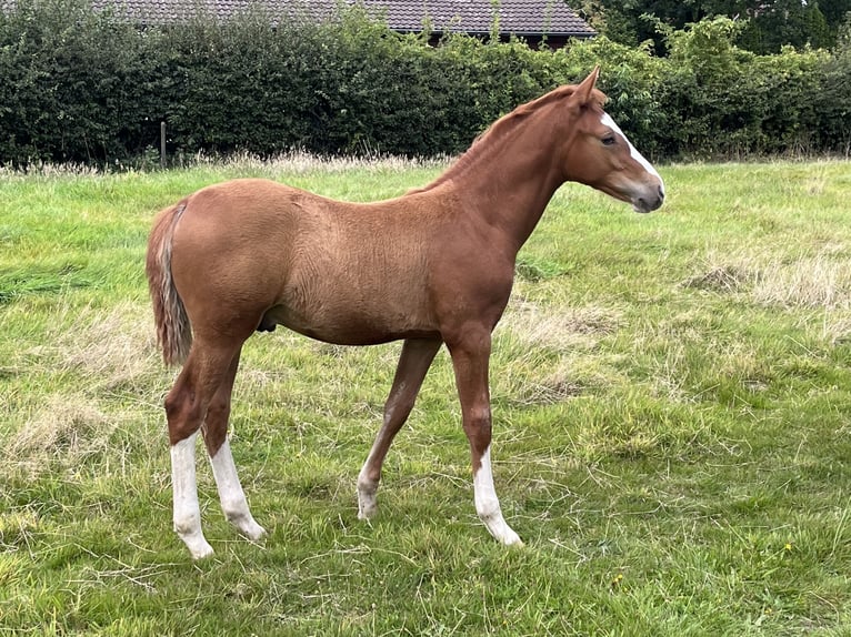 Deutsches Reitpony Hengst Fohlen (06/2024) 147 cm Fuchs in Aurich