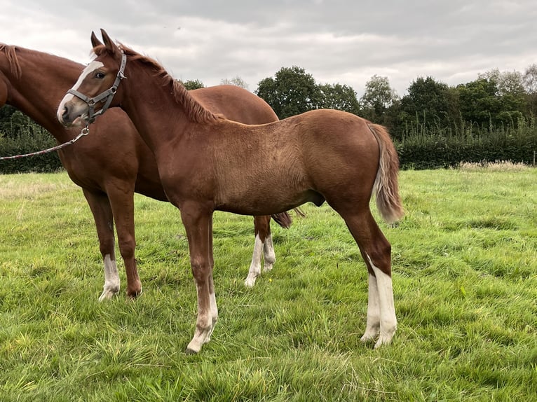 Deutsches Reitpony Hengst Fohlen (06/2024) 147 cm Fuchs in Aurich