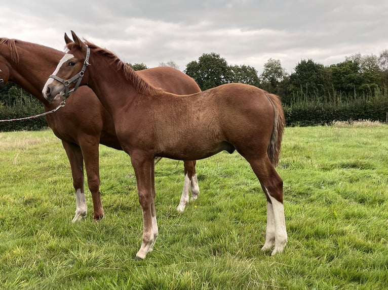 Deutsches Reitpony Hengst Fohlen (06/2024) 147 cm Fuchs in Aurich