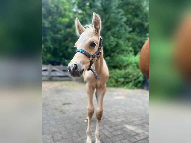 Deutsches Reitpony Hengst  147 cm Palomino in Lubmin