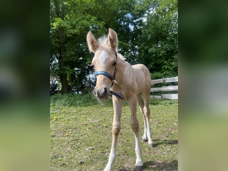 Deutsches Reitpony Hengst  147 cm Palomino in Lubmin