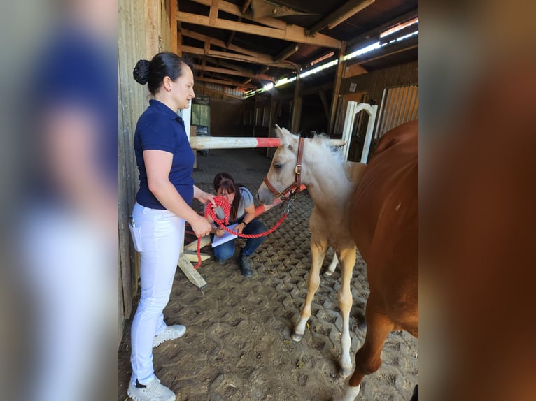 Deutsches Reitpony Hengst  147 cm Palomino in Lubmin
