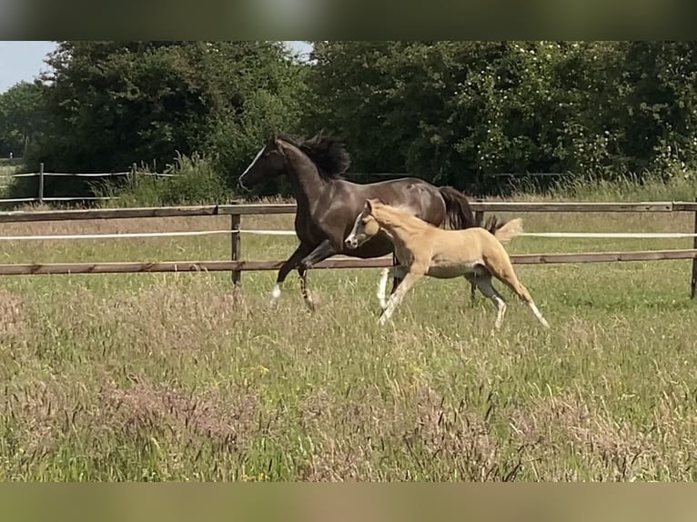 Deutsches Reitpony Hengst  147 cm Palomino in Achim