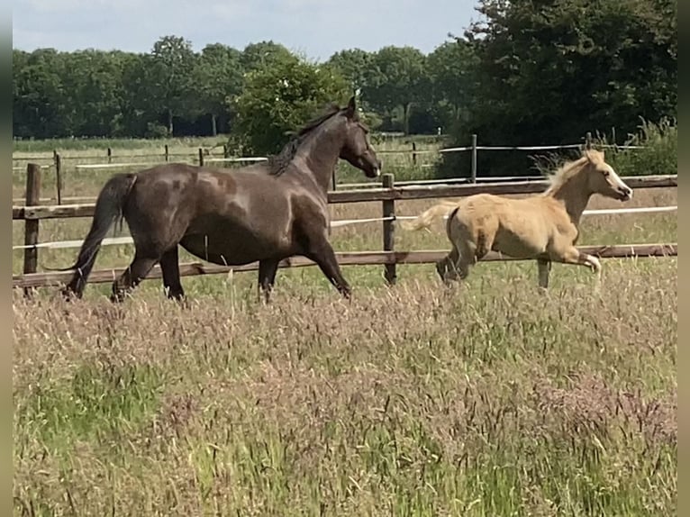 Deutsches Reitpony Hengst  147 cm Palomino in Achim