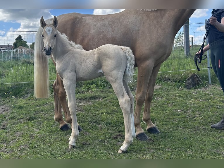 Deutsches Reitpony Hengst Fohlen (04/2026) 147 cm Palomino in Demmin
