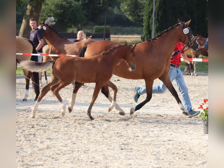 Deutsches Reitpony Hengst Fohlen (04/2025) 148 cm Brauner in Hamm