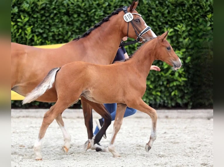 Deutsches Reitpony Hengst Fohlen (04/2025) 148 cm Brauner in Hamm