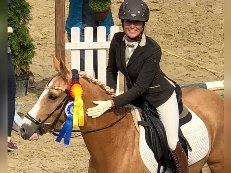 Deutsches Reitpony Hengst  148 cm Brauner in Hamm