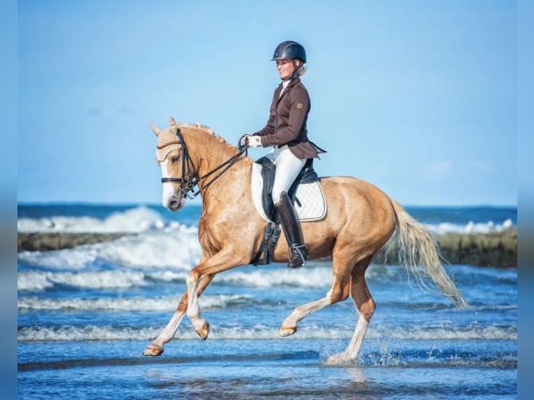 Deutsches Reitpony Hengst  148 cm Brauner in Hamm