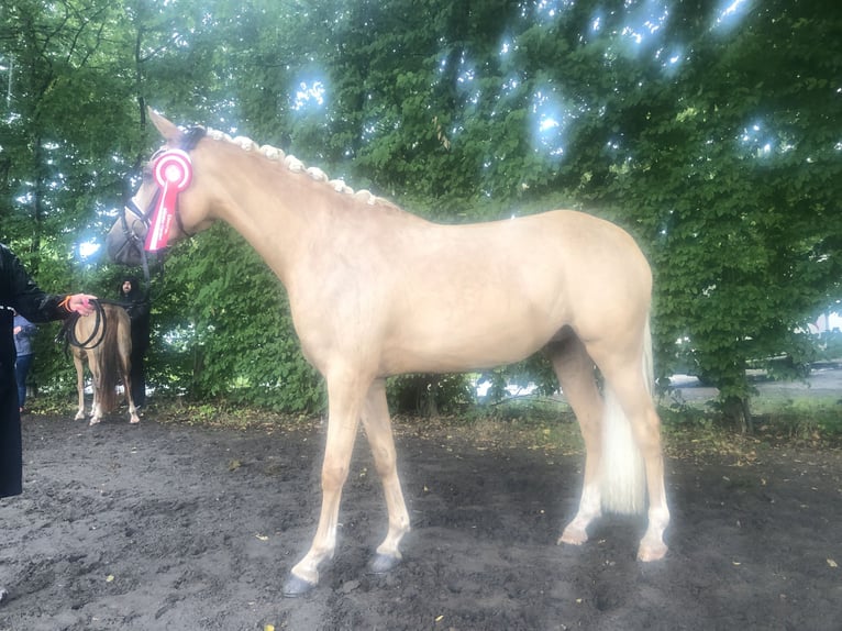 Deutsches Reitpony Hengst Fohlen (04/2025) 148 cm Brauner in Hamm
