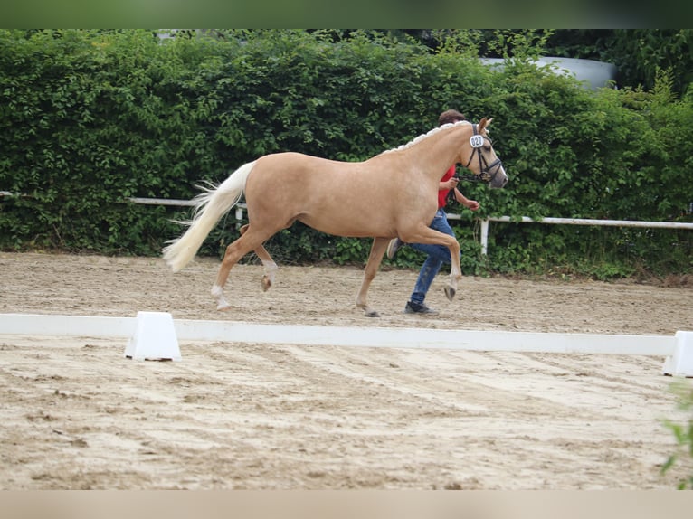Deutsches Reitpony Hengst  148 cm Brauner in Hamm