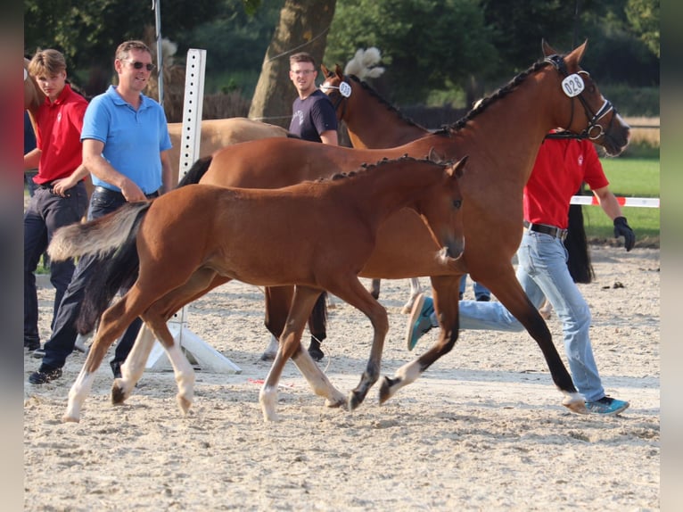 Deutsches Reitpony Hengst Fohlen (04/2025) 148 cm Brauner in Hamm