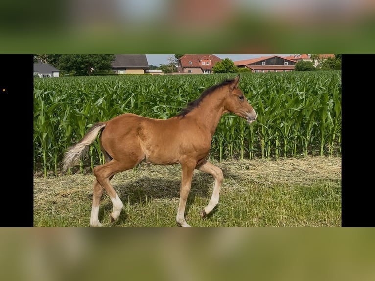 Deutsches Reitpony Hengst  148 cm Brauner in Hamm
