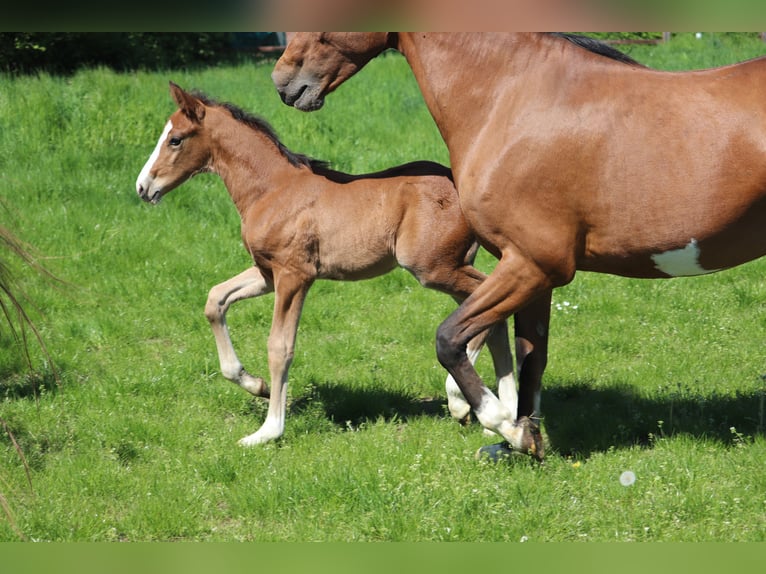 Deutsches Reitpony Hengst  148 cm Brauner in Hamm