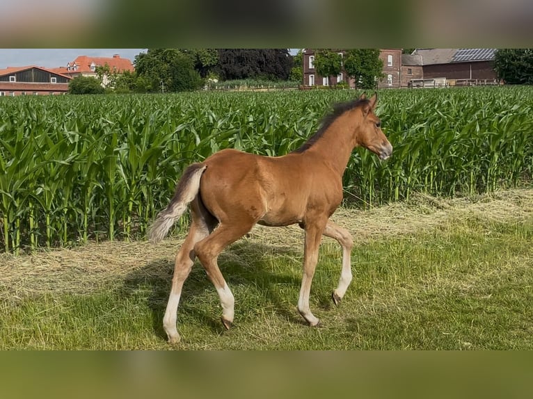 Deutsches Reitpony Hengst  148 cm Brauner in Hamm