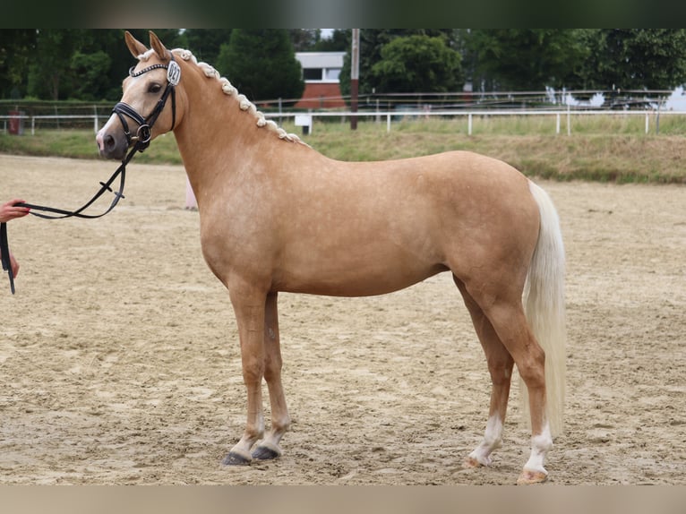 Deutsches Reitpony Hengst  148 cm Brauner in Hamm