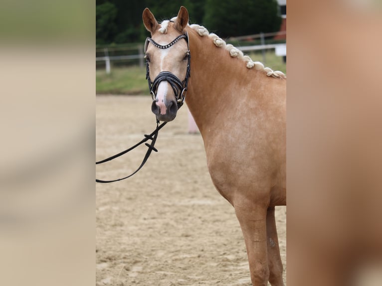 Deutsches Reitpony Hengst  148 cm Brauner in Hamm