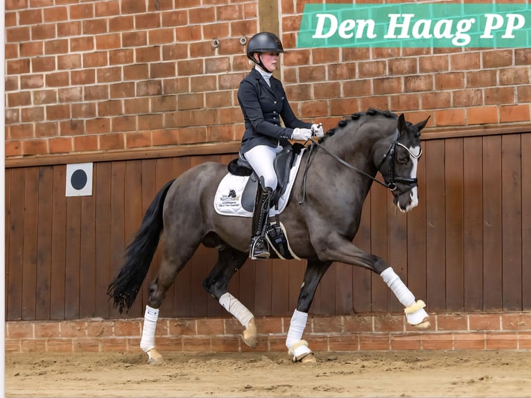 Deutsches Reitpony Hengst Fohlen (05/2026) 148 cm Brauner in Eilsleben