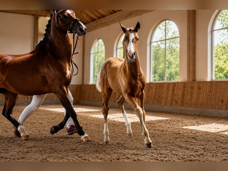 Deutsches Reitpony Hengst Fohlen (05/2026) 148 cm Brauner in Eilsleben