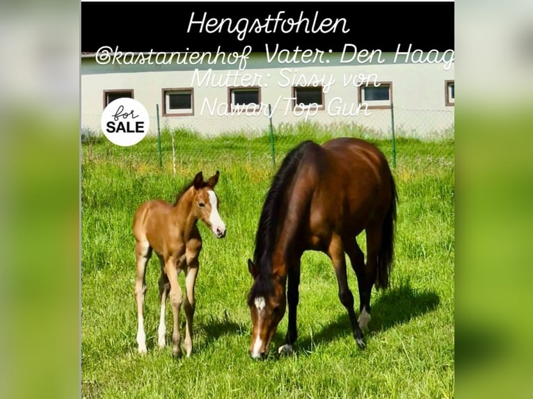 Deutsches Reitpony Hengst Fohlen (05/2026) 148 cm Brauner in Eilsleben