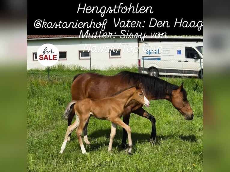 Deutsches Reitpony Hengst Fohlen (05/2026) 148 cm Brauner in Eilsleben