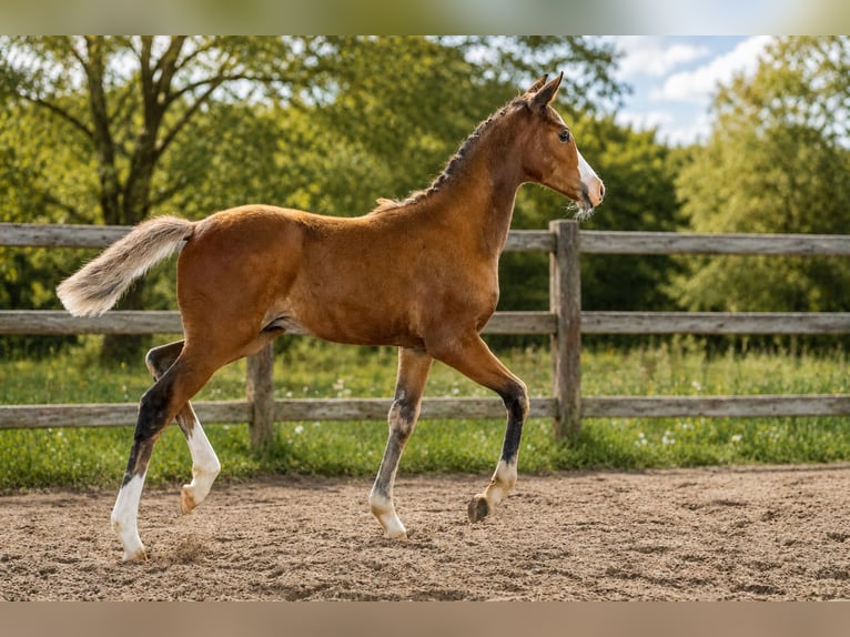 Deutsches Reitpony Hengst Fohlen (05/2026) 148 cm Brauner in Eilsleben