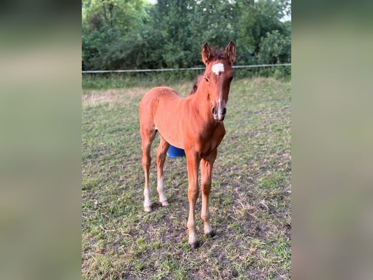 Deutsches Reitpony Hengst  148 cm Brauner in Worpswede