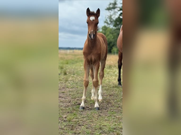 Deutsches Reitpony Hengst  148 cm Brauner in Worpswede