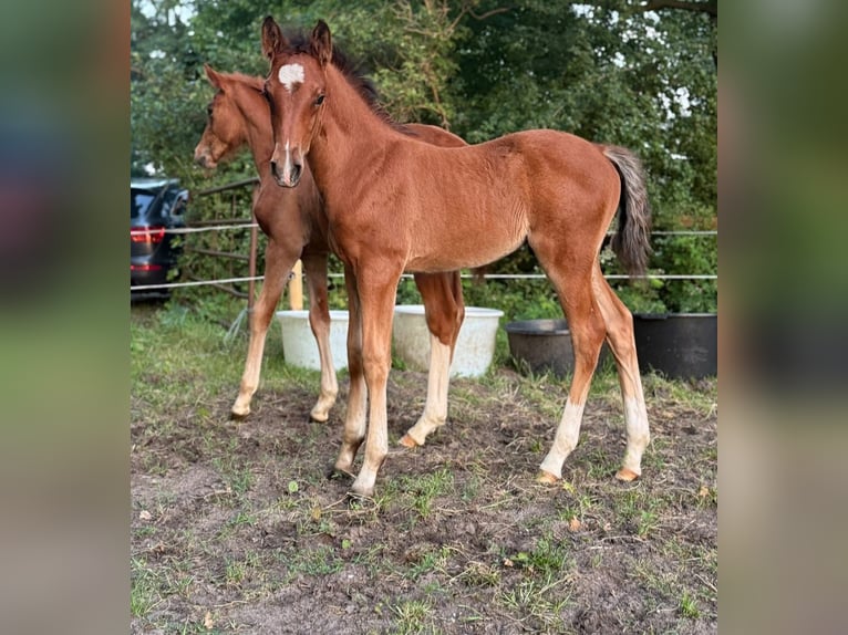 Deutsches Reitpony Hengst  148 cm Brauner in Worpswede