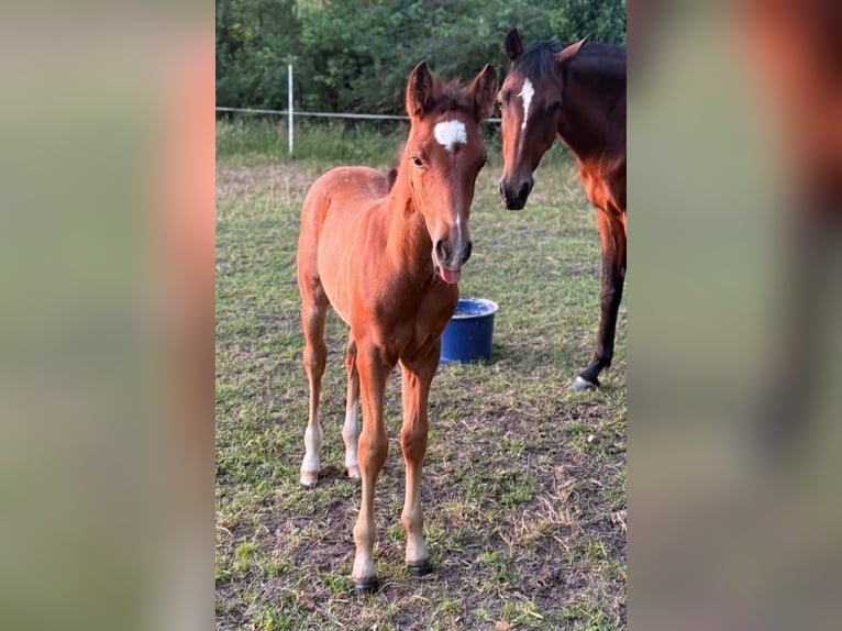 Deutsches Reitpony Hengst  148 cm Brauner in Worpswede