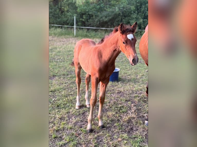 Deutsches Reitpony Hengst  148 cm Brauner in Worpswede