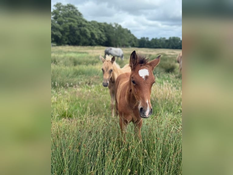 Deutsches Reitpony Hengst  148 cm Brauner in Worpswede
