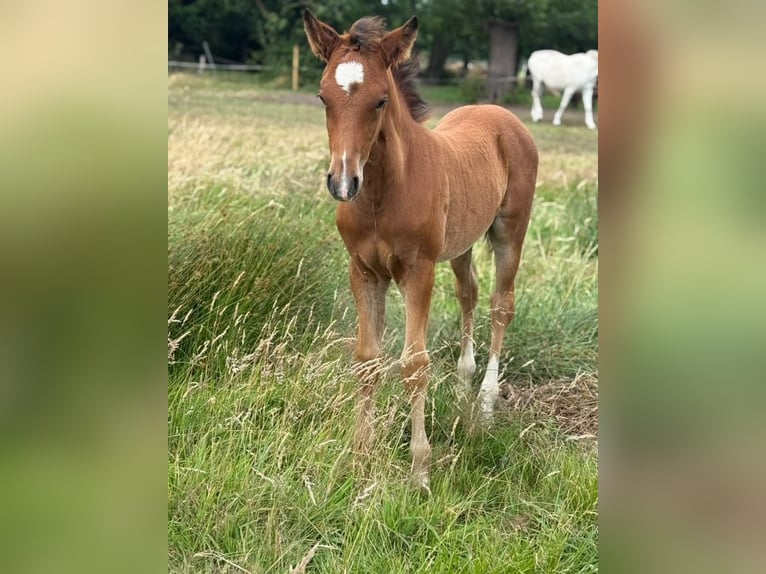 Deutsches Reitpony Hengst  148 cm Brauner in Worpswede
