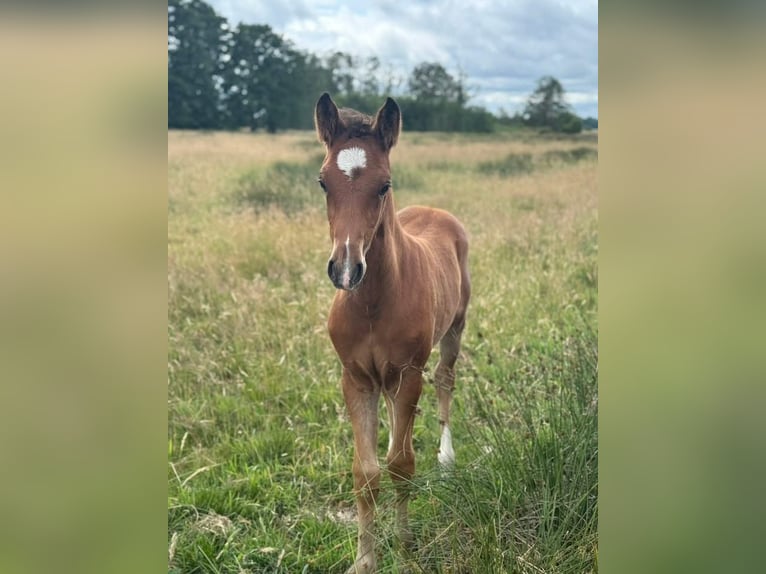Deutsches Reitpony Hengst  148 cm Brauner in Worpswede