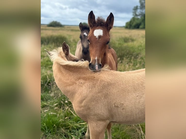 Deutsches Reitpony Hengst  148 cm Brauner in Worpswede