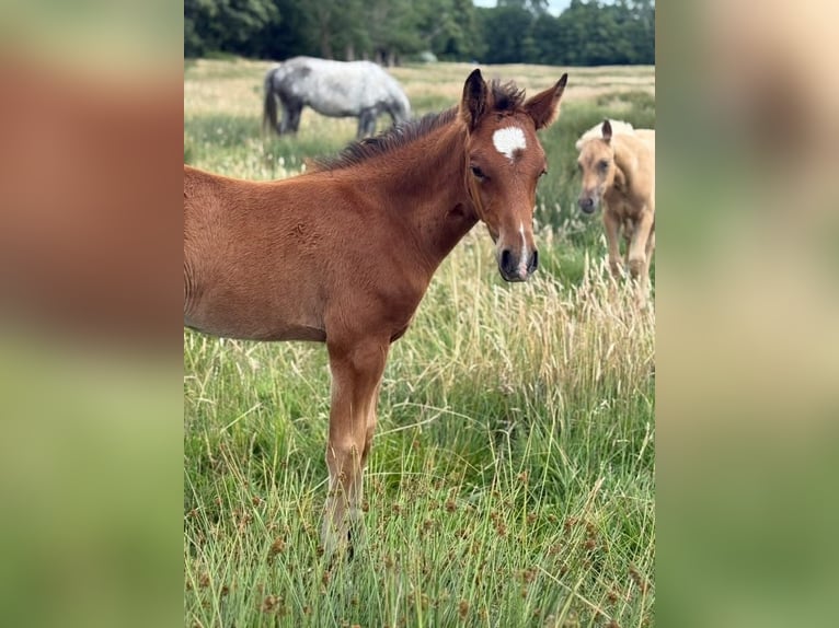 Deutsches Reitpony Hengst  148 cm Brauner in Worpswede