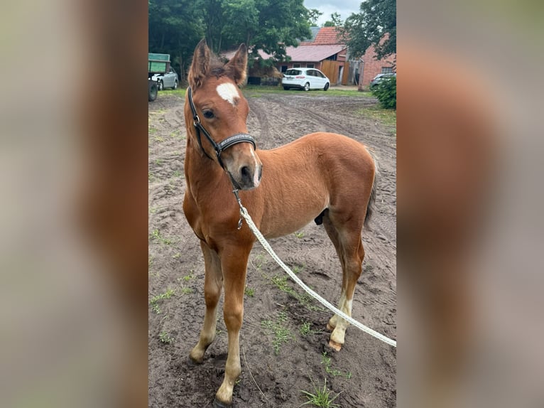 Deutsches Reitpony Hengst  148 cm Brauner in Worpswede
