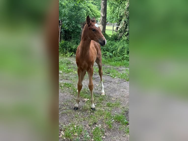Deutsches Reitpony Hengst  148 cm Brauner in Worpswede