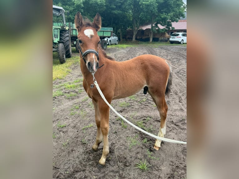 Deutsches Reitpony Hengst  148 cm Brauner in Worpswede
