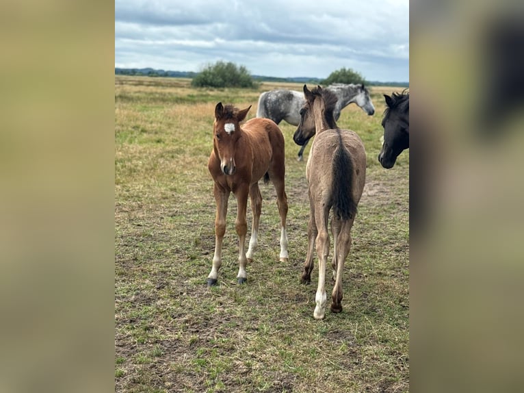 Deutsches Reitpony Hengst  148 cm Brauner in Worpswede