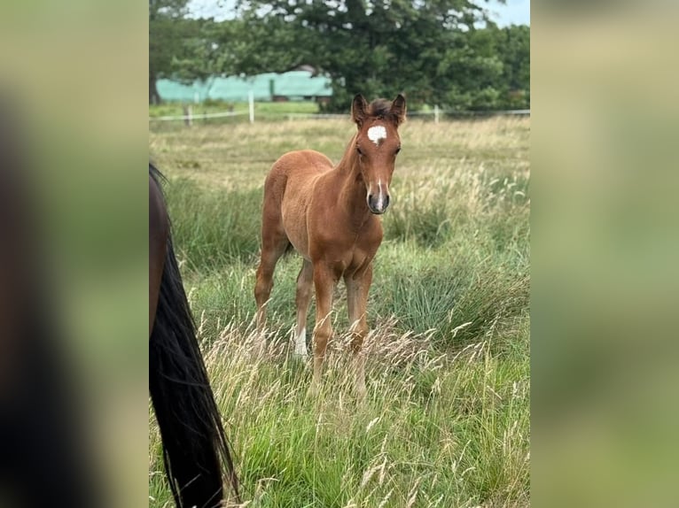 Deutsches Reitpony Hengst  148 cm Brauner in Worpswede
